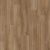 Coastal Spotted Gum